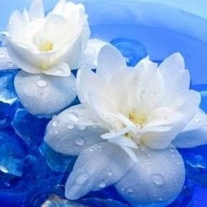 Meet your Posher, Savi